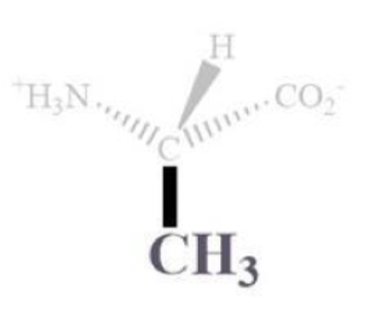 <ul><li><p>ala, A</p></li></ul><p></p><ul><li><p>CH3 side chain</p></li></ul><p></p><ul><li><p>NP and aliphatic</p></li><li><p>ambivalent (mixed)</p></li><li><p>can reside outside or inside bc of a smaller side chains</p></li></ul><p></p>