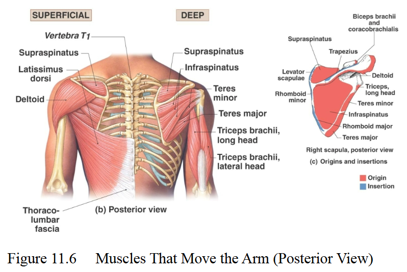 <p>Shoulder lateral rotators</p>