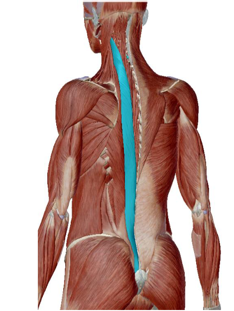 <p>what muscle is this </p>