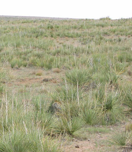 <p>Chemical Control, either aerial or IPT</p><ul><li><p>But don’t IPT the dense “whorls” or colonies</p></li></ul><p>Dicamba or Triclopyr</p>