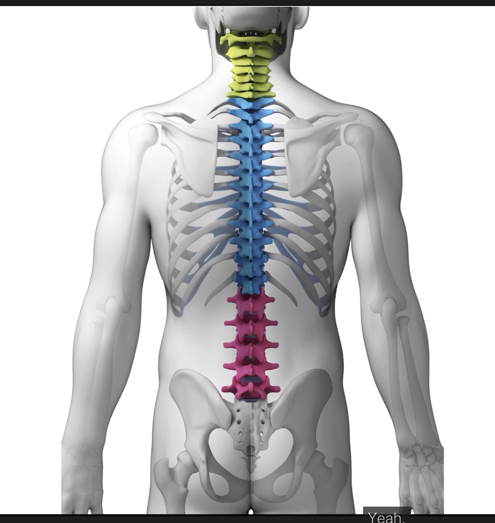 <p>What are the different parts of the spine called? </p>
