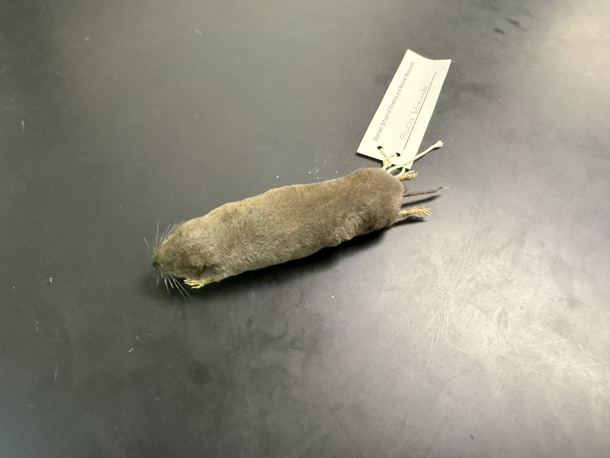 <p>What is the name and taxonomy of the species?</p>