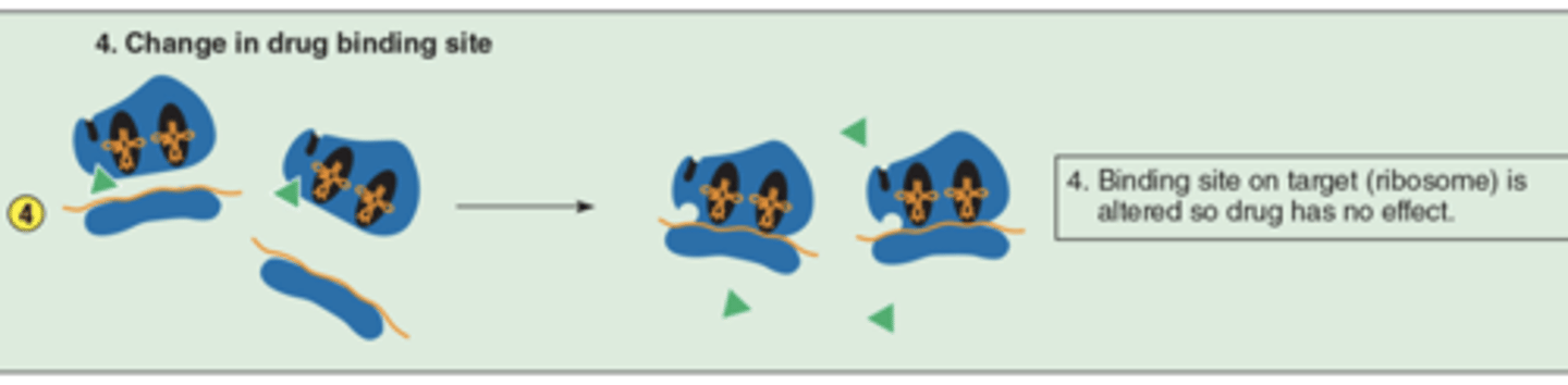 <p>binding site on target (ribosome) is altered so drug has no effect</p>