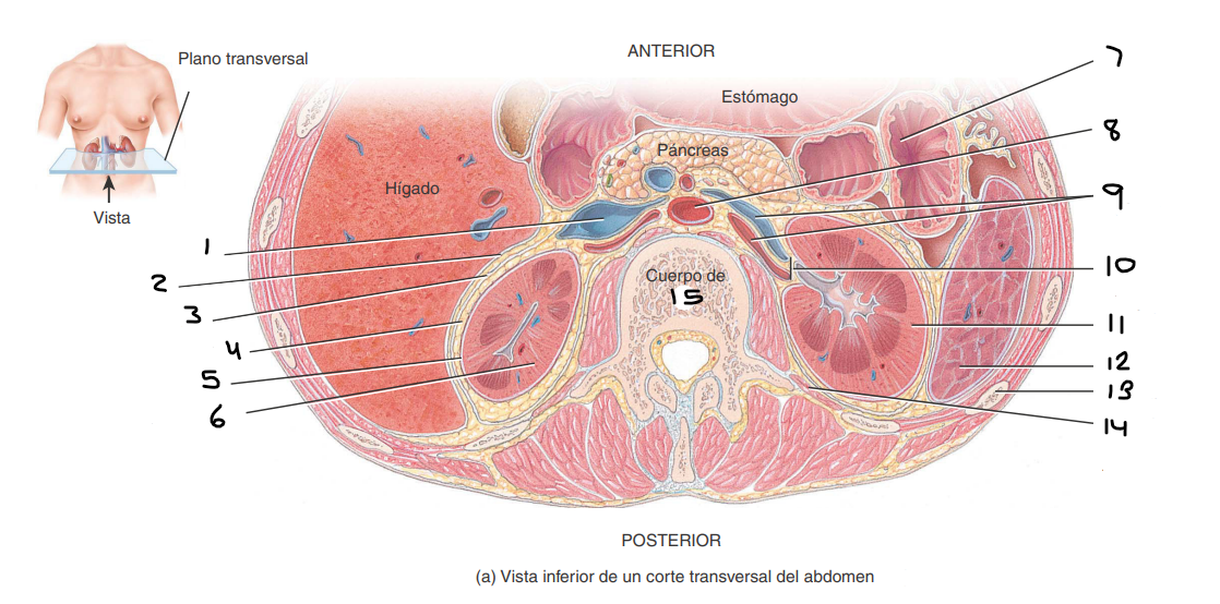 <p>En la siguiente imagen se muestra la vista inferior de un corte transversal del abdomen, ¿qué se señala con el número 4?</p>