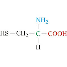 <p>sulfur containing, has -SH group</p>