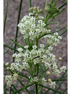 <p>Forb - Slender native perennial with very narrow leaves arranged in whorls and small clusters of greenish-white flowers. Grows in dry, sunny prairies and open ground and serves as a monarch host plant. It is much finer-leaved than common milkweed.</p>