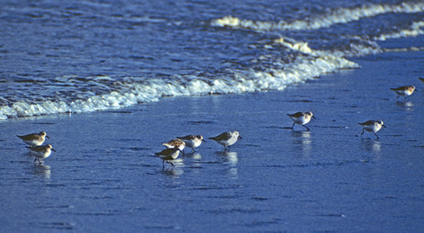 <p>Bring food to filter feeders and other intertidal animals</p>