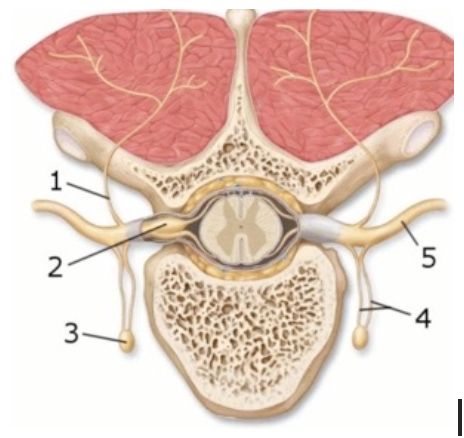 <p><span style="background-color: transparent; font-family: "Times New Roman", serif;"><strong>This figure demonstrates the branches of the spinal nerve. What structure(s) does number 1 indicate?</strong></span></p><p><span style="background-color: transparent; font-family: "Times New Roman", serif;">Dorsal ramus </span></p><p><span style="background-color: transparent; font-family: "Times New Roman", serif;">Dorsal root ganglion </span></p><p><span style="background-color: transparent; font-family: "Times New Roman", serif;">Rami communicans</span></p><p><span style="background-color: transparent; font-family: "Times New Roman", serif;"> Sympathetic trunk ganglion </span></p><p><span style="background-color: transparent; font-family: "Times New Roman", serif;">Ventral ramus</span></p>