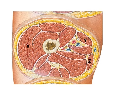 <p>Identify X-Z (thigh)</p>