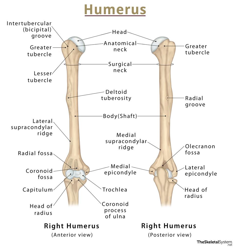 <p>the main part of a bone from which other markings extend “the body of”</p>