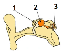 <p>(1) Auditory ossicle (hammer) attached to the tympanic membrane.</p>