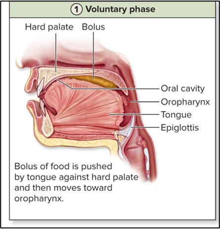 <p>voluntary phase</p>