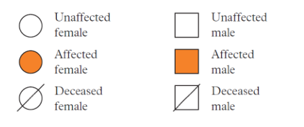 <ul><li><p><span>Phenotype shown by symbol; genotype inferred from relationships</span></p></li><li><p><span>Affected (coloured) vs unaffected (uncoloured) shows if trait is present</span></p></li><li><p><span>Circles = females; squares = males</span></p></li></ul><p></p>