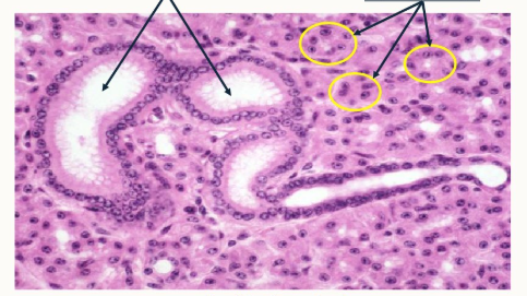 <p>Left = ducts</p><p>yellow circles = secretory units</p>