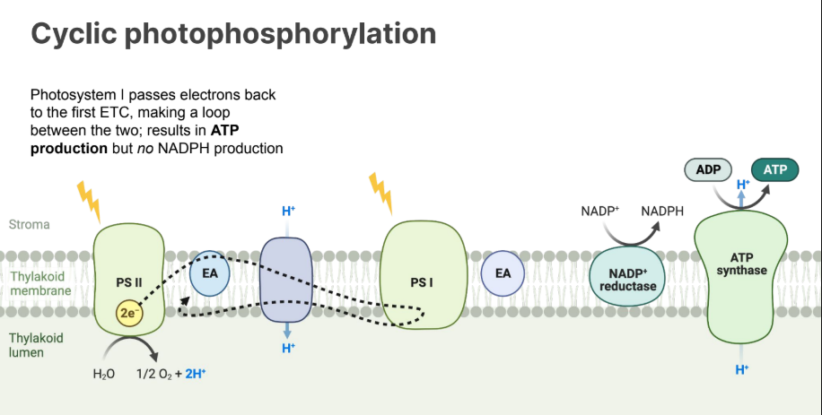 <p>Photosystem I passes electrons back to the first ETC, making a loop between the two; results in ATP production but no NADPH productions</p><p></p><p>Keep pumping H+ and breaking down H20</p>