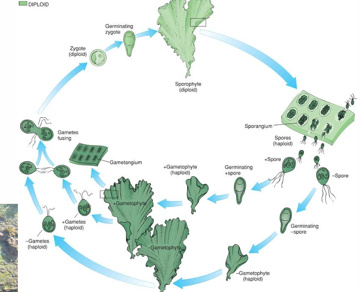 <p>Alternation of generations sporic life cycle between haploid and diploid</p><p>Sporophyte and gametophye look the same and sometimes different </p><p>Sporophyte = diploid. Gametophyte = haploud  </p>