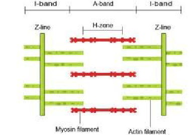 <p>coin shaped sheet of proteins on the midline of light I bands → anchors thin filaments </p>