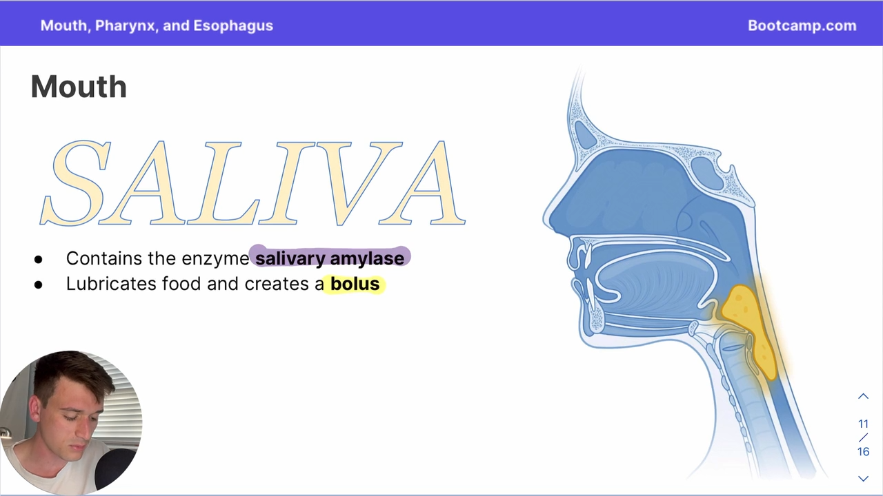 <p>saliva </p>