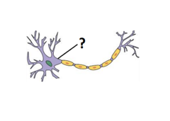 <p>the site where the axon exits the soma; typically, the site of generation of AP</p>