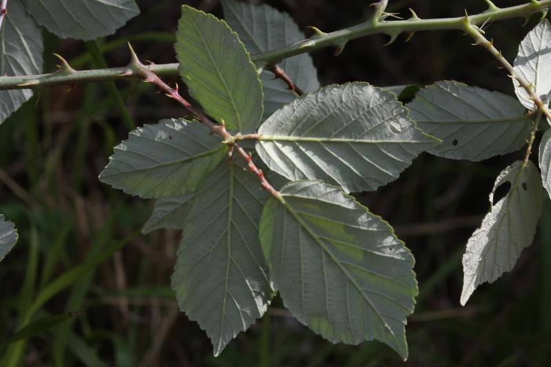 <p>rubus ulmifolius</p>
