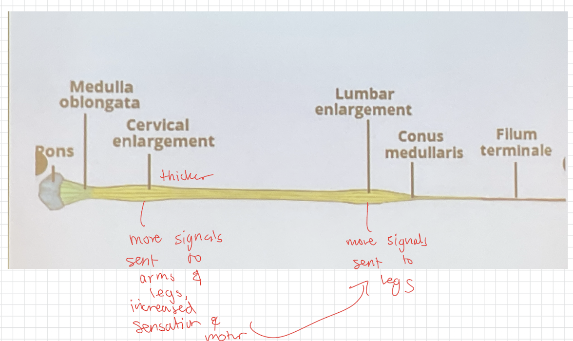 <p>The tapered inferior end of the spinal cord</p><ul><li><p>inferior tip of the solid cord</p></li></ul><p></p>