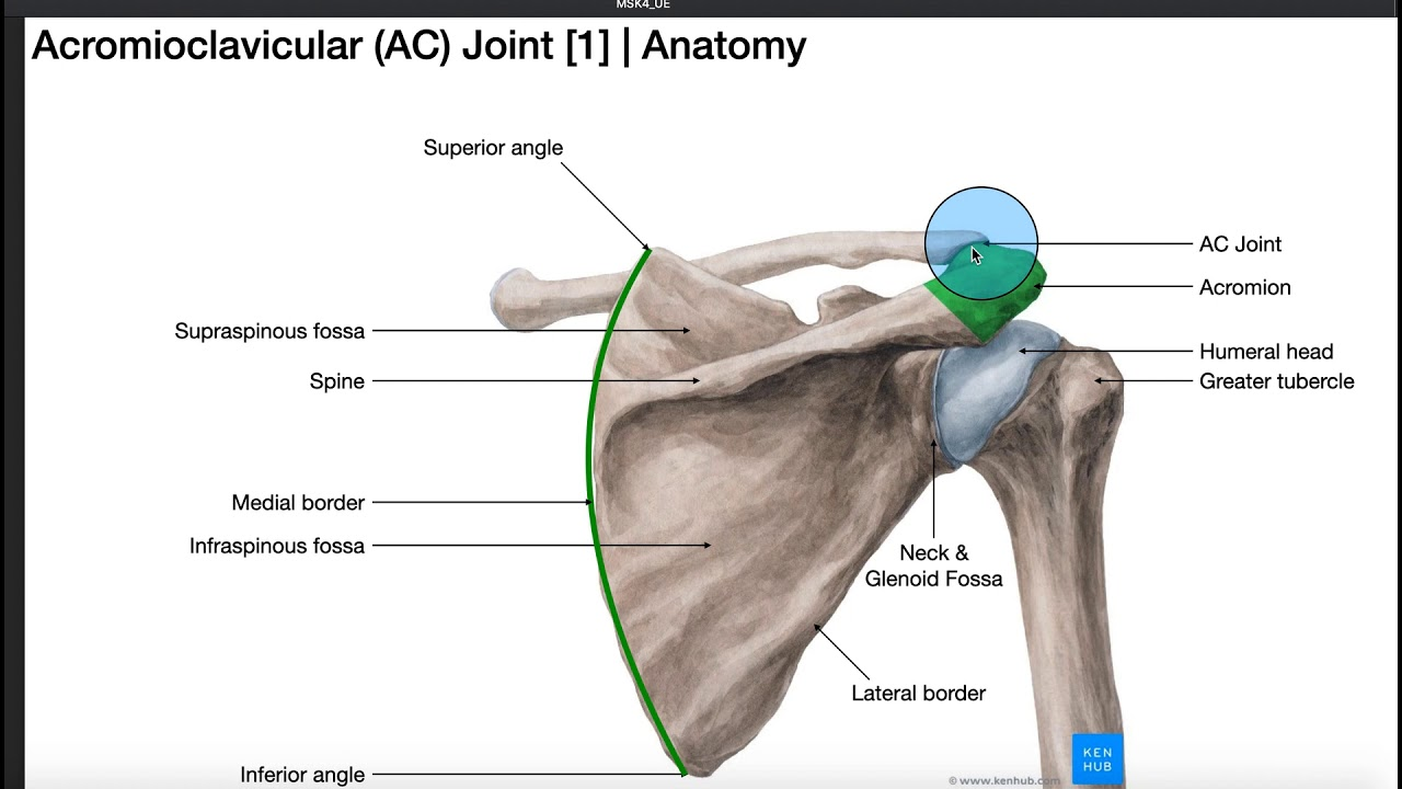 <p>Acromiolavicular </p>