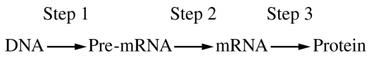 <p>Which of the following best describes an event during step 2 in the simplified model above?</p>