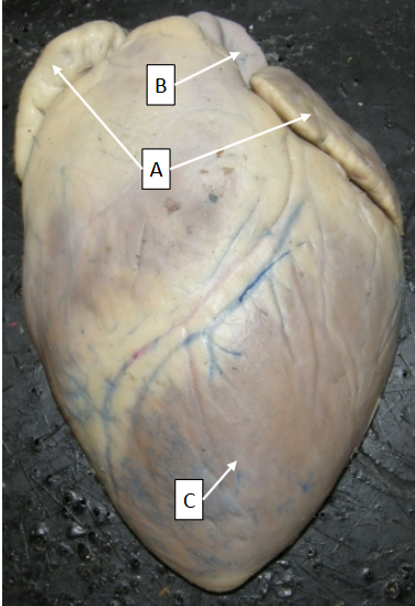 <p>What is C</p>