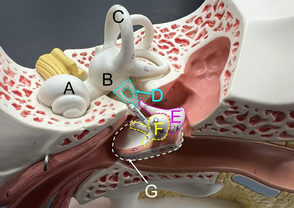 <p>D</p>