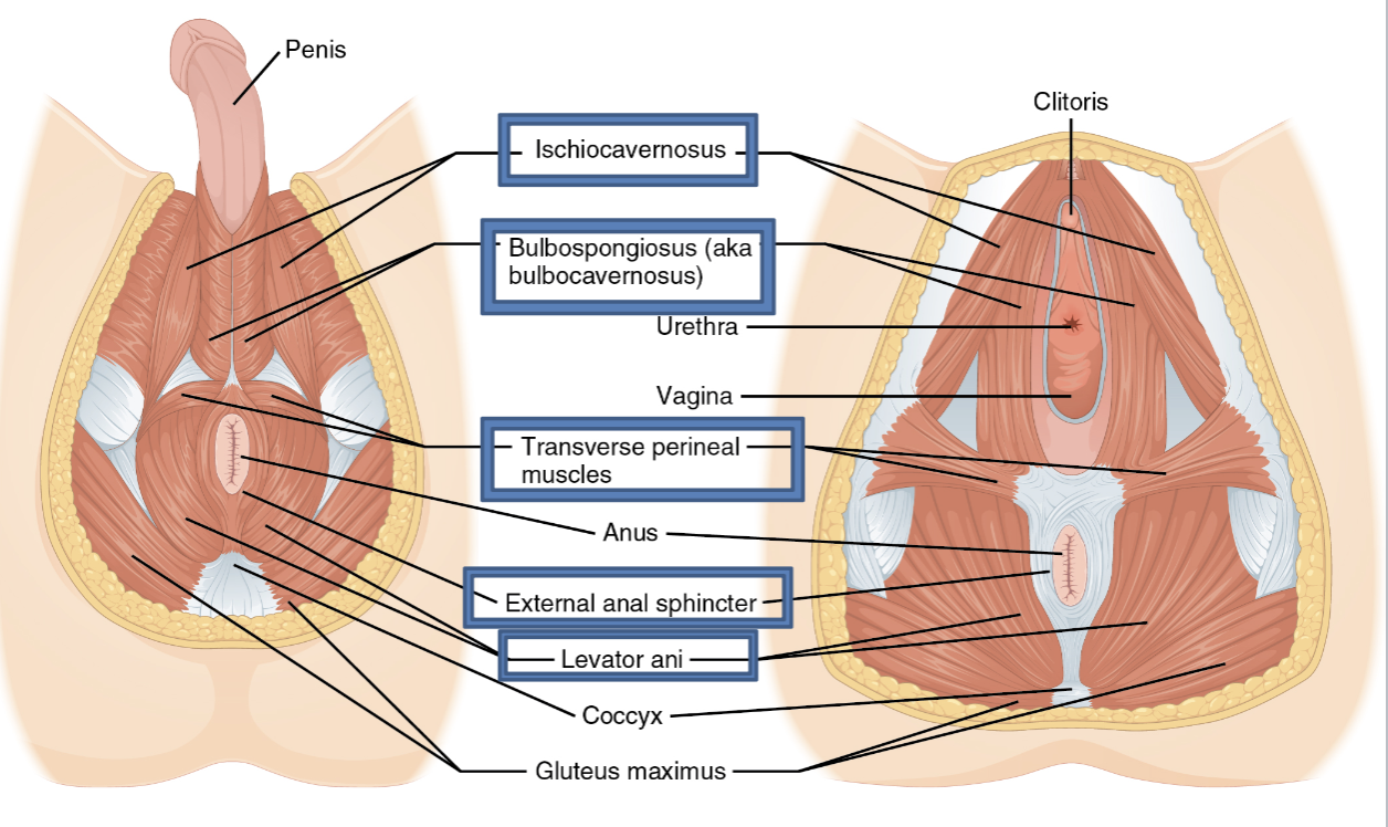 <p><span style="line-height: 17px;">Myologie bekkenbodem</span><span style="line-height: 17px; background-color: var(--clrSelection,#c6c6c6) !important;">&nbsp;</span></p><p class="Paragraph SCXW225814982 BCX4" style="text-align: left;"><span style="line-height: 17px; background-color: var(--clrSelection,#c6c6c6) !important;">&nbsp;</span></p><p class="Paragraph SCXW225814982 BCX4" style="text-align: left;"><span style="line-height: 17px;">m. isichiocavernosus</span></p>