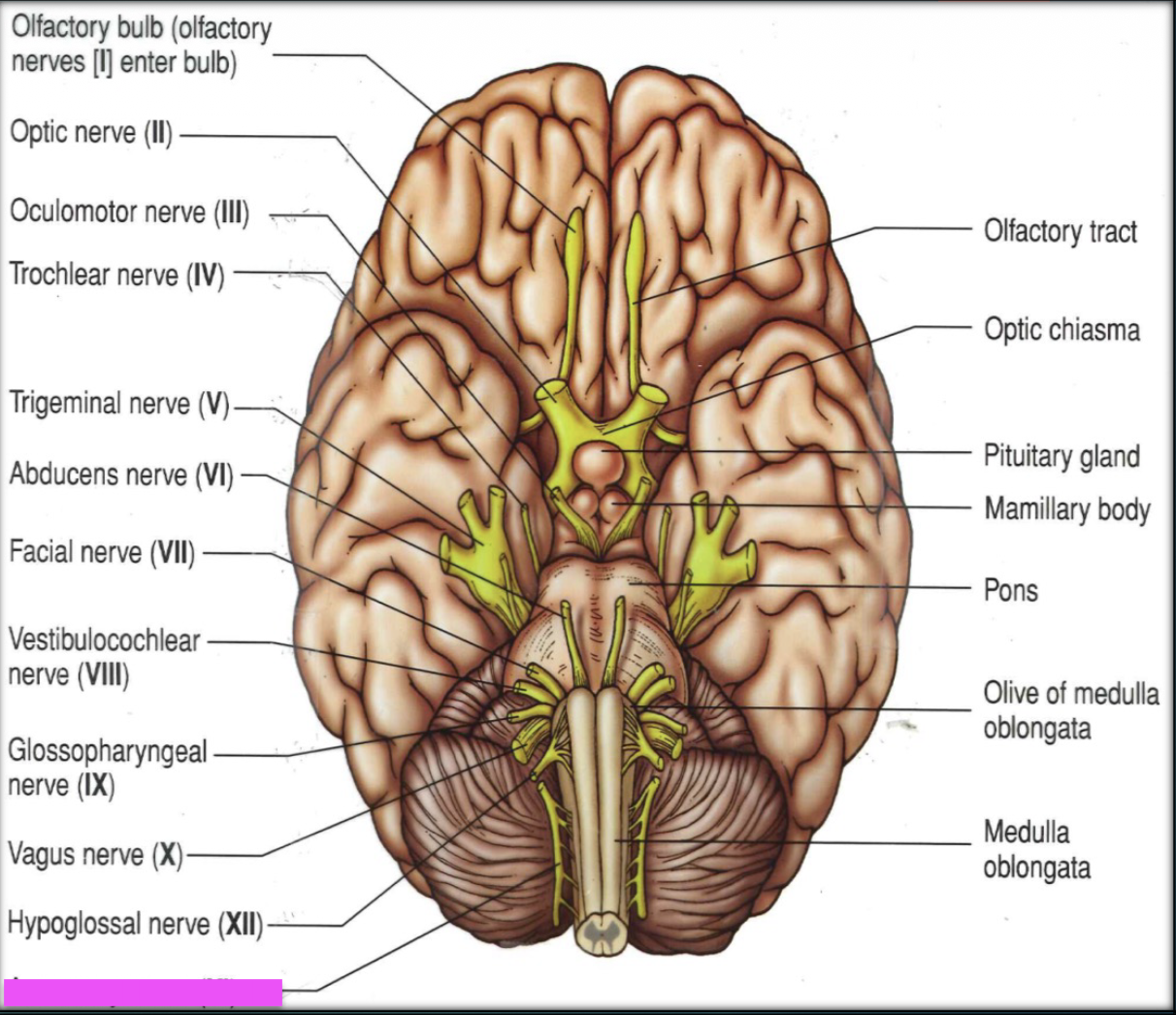 knowt flashcard image