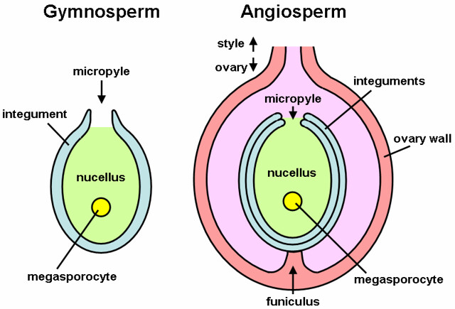 <p>Angiosperm basically takes the gymnosperm ovule and adds a bunch of stuff surrounding it</p>