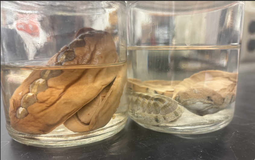 <p>What Phylum and Class are these?</p>