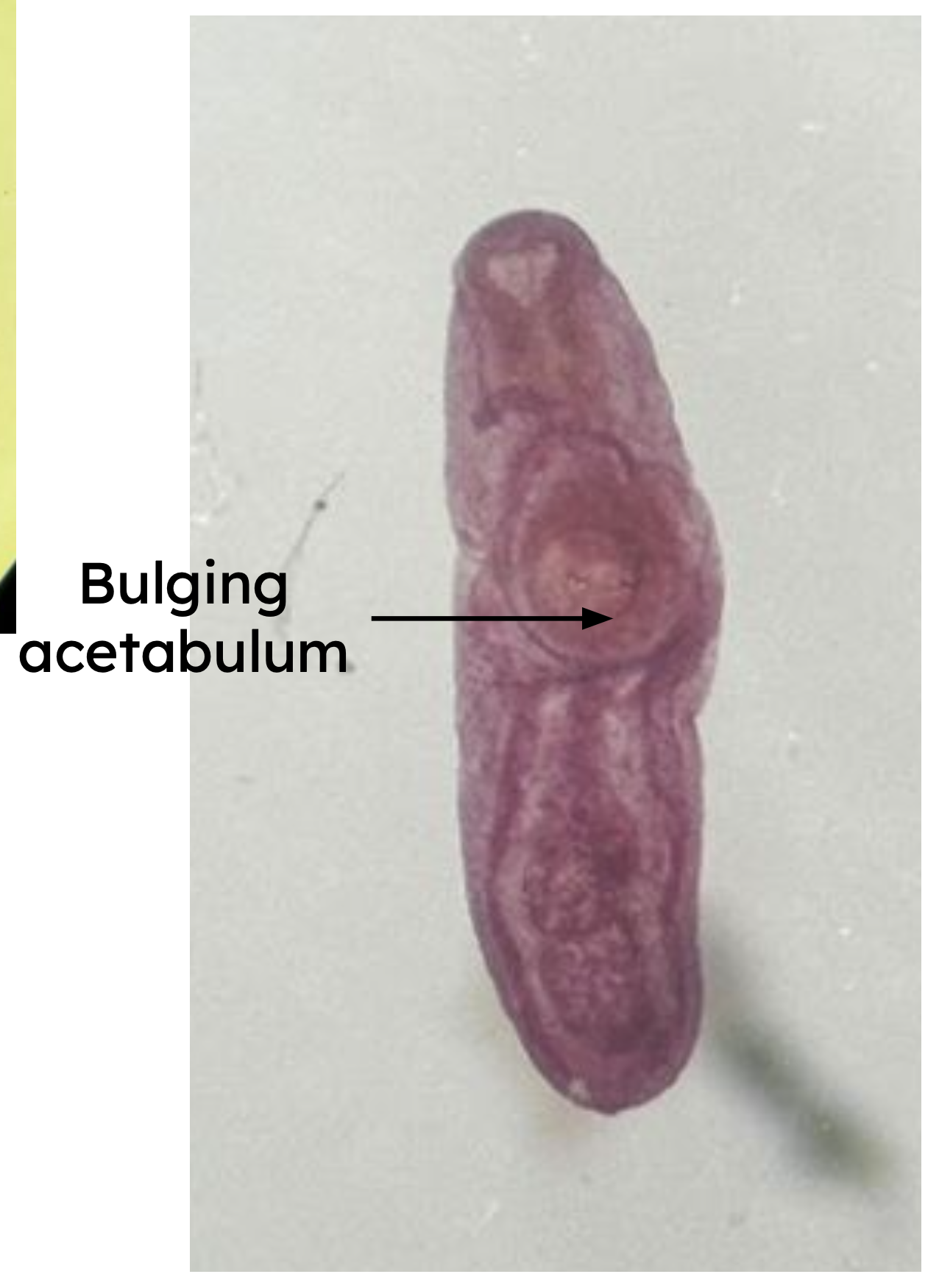 <p>Identification:</p><p>Common name:</p><p>Organ loc:</p><p>Intermediate Host:</p><p>Definitive Host:</p><p>Family: </p>