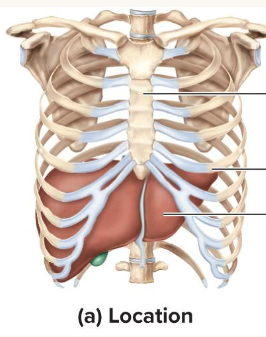 <p>The liver is the largest gland in the body and it is located in the Upper Right Quadrant inferior to the diaphragm</p>