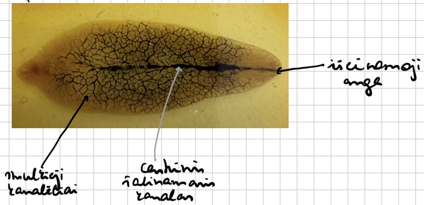 <p>Kepenu siurbike - fasciola hepatica (salinimo sistema)</p>