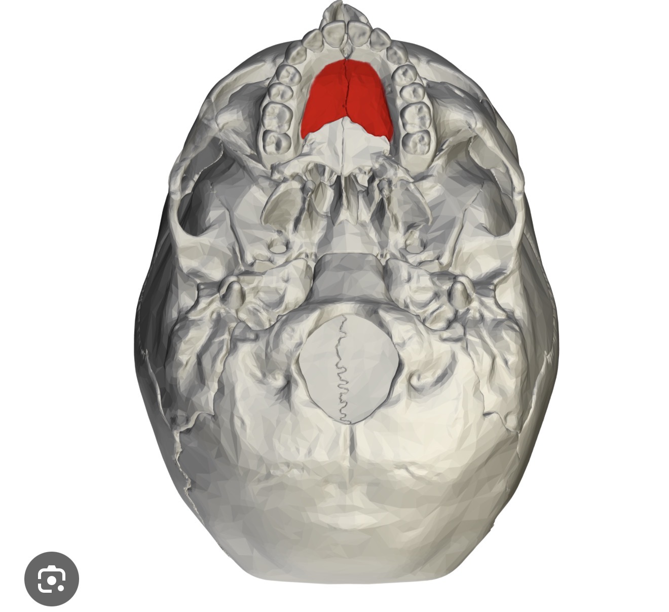 <p>palatine process The horizontal extension of the maxillae that forms the anterior part of the hard palate, separating the oral cavity from the nasal cavity. </p>