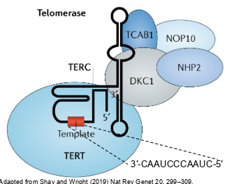 <p>-complex of RNA molecule and several proteins</p><p>-the main protein is TERT (telomerase reverse transcriptase) which is a reverse transcriptase </p><p>-the RNA molecule is TERC (telomerase RNA component) -has the seq 5’- CUAACCCUAAC-3’ which is complementary to the telomere repeat 5’-TTAGGG-3’</p>