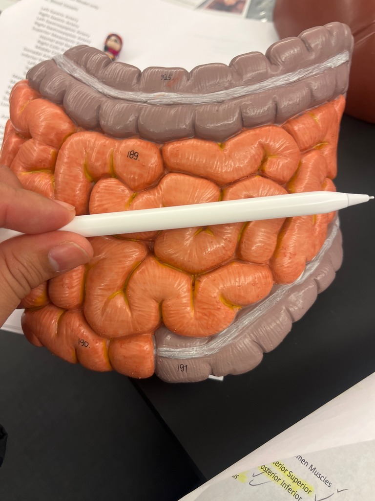 <p>Small intestine</p>