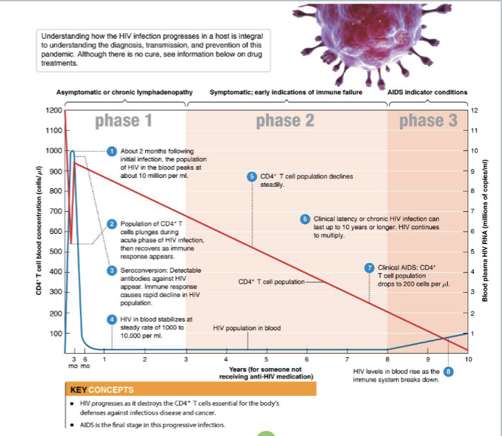 <p>CD4+ T cells decline steadily; only a few infected cells release the virus; few serious disease symptoms (persistent infections, fever, and oral leukoplakia).</p>