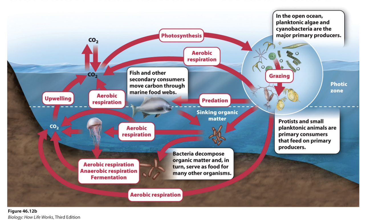 <ul><li><p>Open ocean: planktonic algae and cyanobacteria are major primary producers → protists and small planktonic animals are primary consumers that feed on primary producers → fisher and other secondary consumers more carbon through food webs → bacteria decompose organic matter and →. serves as food for other organisms</p></li><li><p><span style="background-color: inherit; line-height: 19.55px; color: windowtext;">Lose it to ocean sediments</span><span style="line-height: 19.55px; color: windowtext;">&nbsp;</span></p><ul><li><p class="Paragraph SCXO70423486 BCX0" style="text-align: left;"><span style="background-color: inherit; line-height: 19.55px; color: windowtext;">Deeper oceans where its colder in form of organic matter or methane -> methane can freeze -> stays there</span><span style="line-height: 19.55px; color: windowtext;">&nbsp;</span></p></li><li><p class="Paragraph SCXO70423486 BCX0" style="text-align: left;"><span style="background-color: inherit; line-height: 19.55px; color: windowtext;">Get into sediments as carbon -> come back through food webs from upwelling -> move btwn water and atm</span><span style="line-height: 19.55px; color: windowtext;">&nbsp;</span></p><ul><li><p class="Paragraph SCXO186007450 BCX0" style="text-align: left;"><span style="background-color: inherit; line-height: 19.55px; color: windowtext;">Carbon stored as acid in water</span><span style="line-height: 19.55px; color: windowtext;">&nbsp;</span></p></li></ul></li></ul></li></ul><p></p>