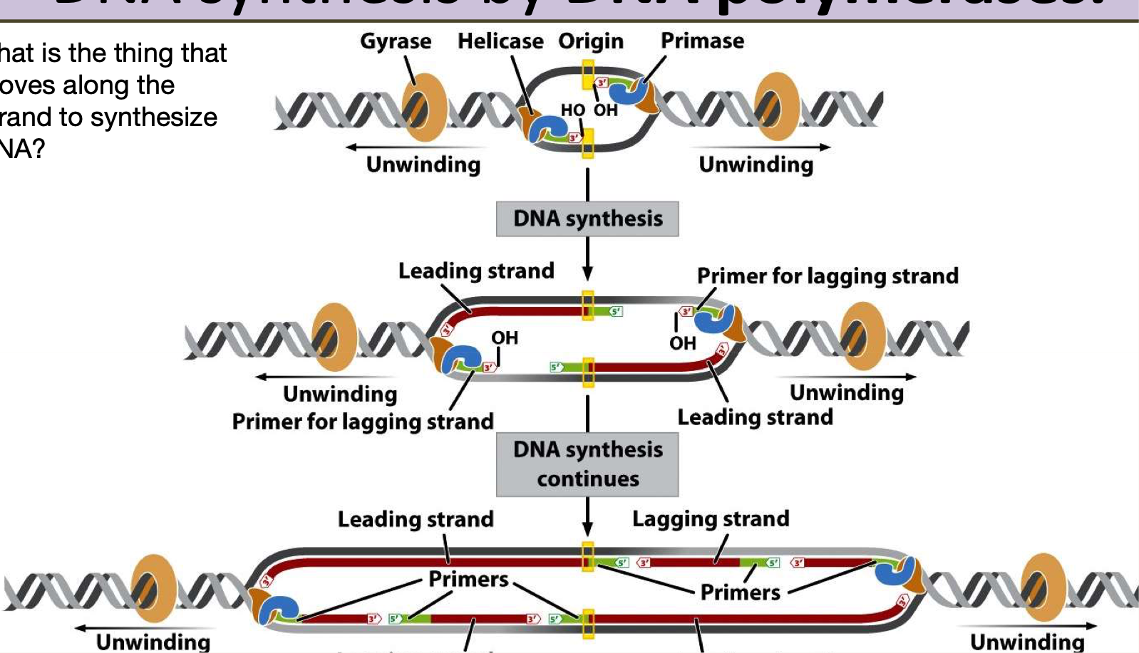 <ul><li><p>small part within the sequence that determine the outer bounds of target sequence</p></li><li><p>used initiate the reaction by providing 3’OH for taq polymerase</p></li><li><p>used in pairs (forward and reverse primer)</p></li><li><p></p></li></ul><p></p>