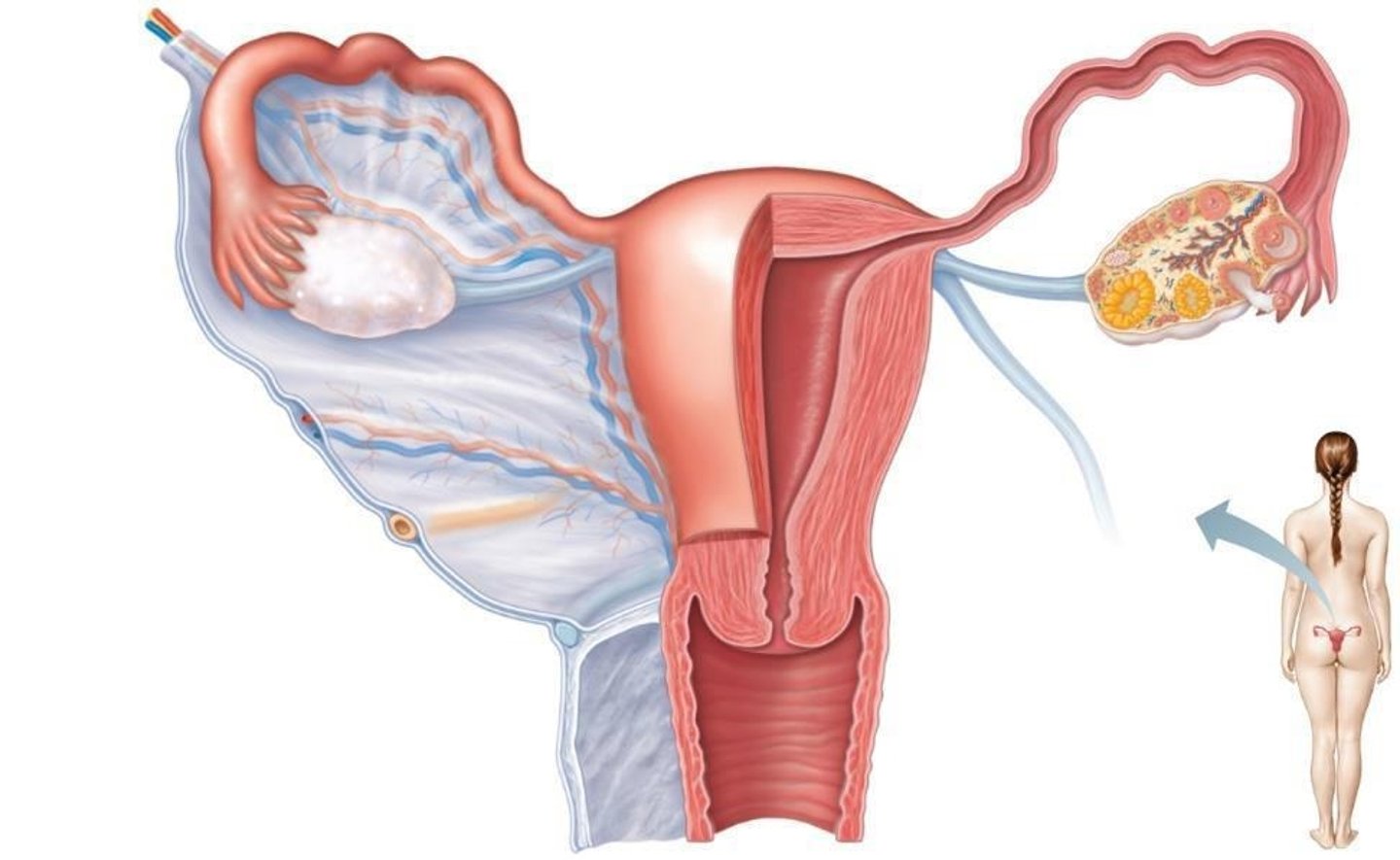<p>To draw the oocyte from the ovary and serve as the site of fertilization.</p>