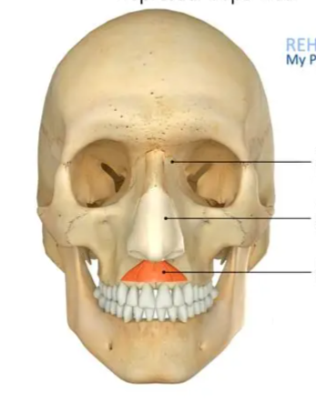 <p>what is this muscle in orange?</p>