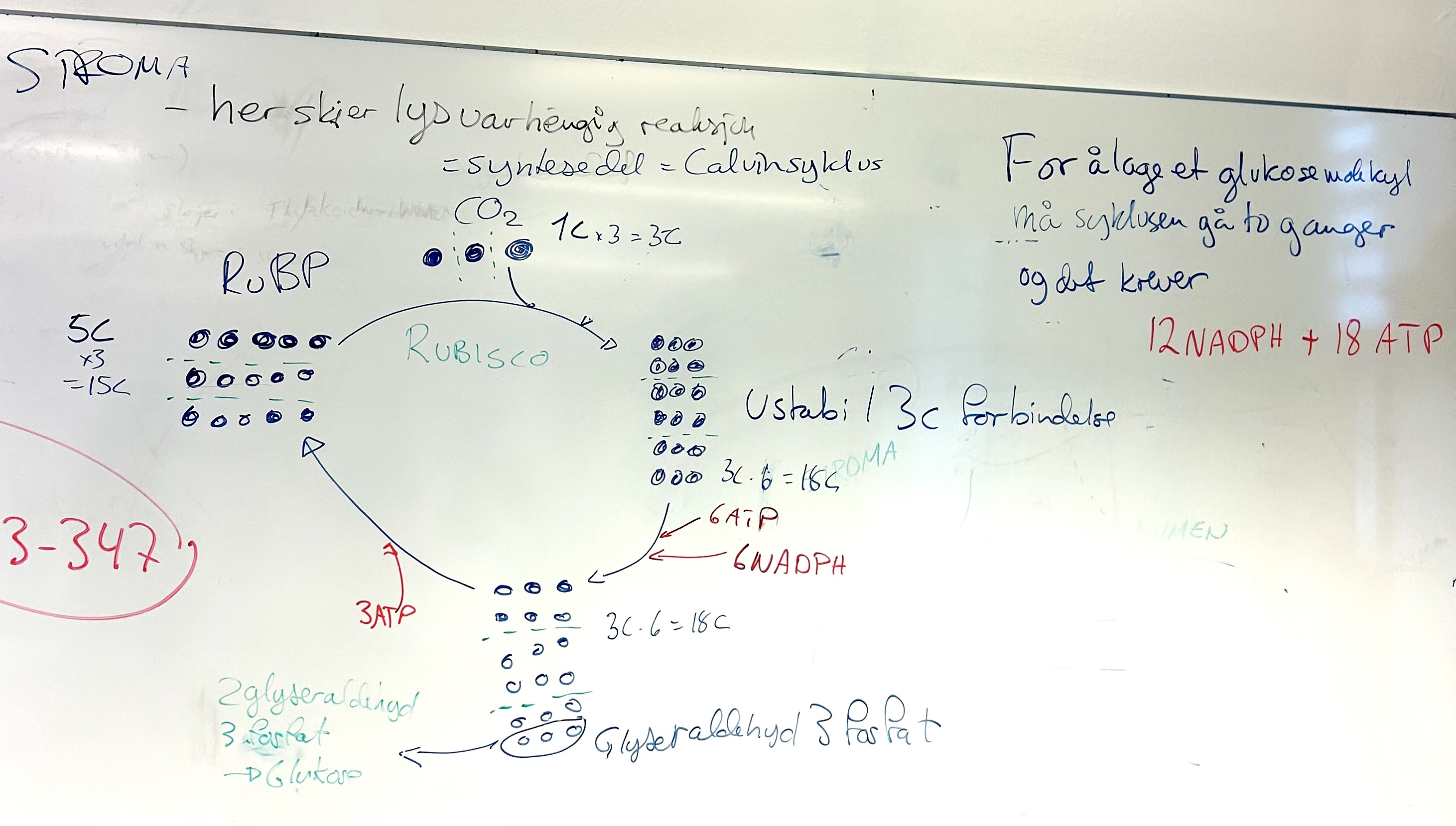 <ul><li><p>Foregår i <strong>stroma</strong> i kloroplaster</p></li><li><p>Prosessen<strong> kan tilpasses</strong> avhengig av planten og miljøet</p></li><li><p>Hovedmål: Å bruke energi fra <strong><u>ATP</u></strong> og <strong><u>NADPH</u></strong> til å bygge <strong><u>glyseraldehyd-3-fosfat</u></strong> (<strong><u>glukose)</u></strong> fra <strong><u>CO2</u></strong></p></li><li><p>Skjer i<strong> 2 runder</strong></p></li><li><p>Prosessen er energikrevende (går to runder) og er avhengig av energibærerne (ATP og NADPH), og dermed avhengig av fotodelen, uten fotodelen som lager disse så skjer dette:</p><ul><li><p><u>Uten sollys</u> så stopper produksjonen av ATP og NADPH → ATP kan ikke gi energi til prosessen, mens NADPH kan ikke redusere molekylene → stopper sukkerproduksjonen → <u>danner ikke sukker (glukose) </u></p></li></ul></li></ul><p></p><ol><li><p>Molekylet <strong>RuBP</strong> (5C) bindes til <strong>CO2</strong> (1C) ved hjelp av<strong> enzymet rubisco</strong></p></li><li><p>Danner <strong>ustabil 6C forbindelse</strong></p></li></ol><ul><li><p><u>Krever 6 ATP</u></p></li><li><p><u>Krever 6 NADPH</u></p></li></ul><ol start="3"><li><p>Danner <strong>glyseraldehyd-3-fosfat </strong>(3C)</p></li><li><p><u>Fjerner én 3C ut</u></p></li></ol><ul><li><p>MEN vi trenger 6C ut av prosessen for å danne én glukose (6C)</p><ul><li><p>(2 glyserlaldehyd-3-fosfat = 1 glukose-molekyl)</p></li></ul></li></ul><p>→ Prosessen skjer i <strong>2 runder</strong></p><ol start="5"><li><p>Omdanne glyserlaldehyd-3-fosfat (3C) tilbake til RuBP (5C)</p></li></ol><ul><li><p>Før fjerningen av én 3C ut = 18C glyseraldehyd-3-fosfat</p></li><li><p>Etter fjerningen av én 3C ut = 15C glyseraldehyd → Perfekt for <u>15C RuBP som på starten</u></p></li><li><p><u>Krever 3ATP</u></p></li></ul><p></p><p>For å lage et glukose-molekyl så krever det: <strong><u>12NADPH + 18 ATP</u></strong></p><p></p><p></p>
