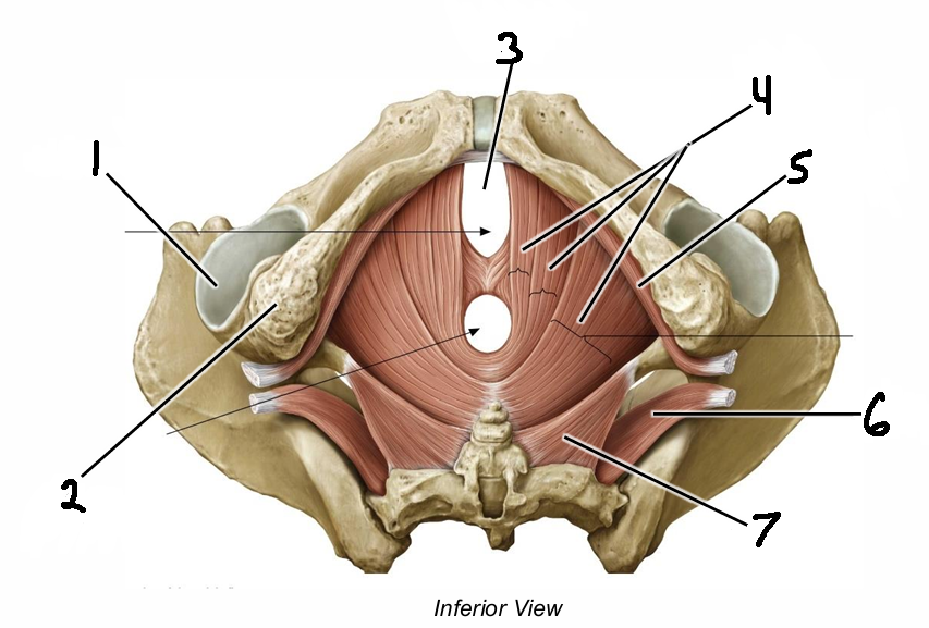 <p>6</p>