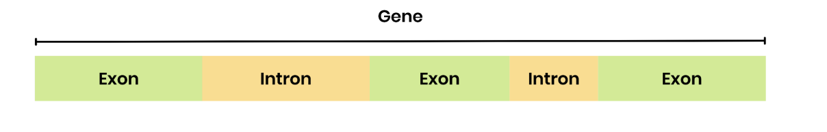 <ul><li><p>introns→<strong>  base sequence </strong>of a gene that <strong>doesn’t code </strong>for amino acids, in eukaryotic cells</p></li><li><p>exons→ <strong>base sequence</strong> of a<strong> gene coding</strong> for amino acid sequences (in a polypeptide)</p></li></ul><p></p>