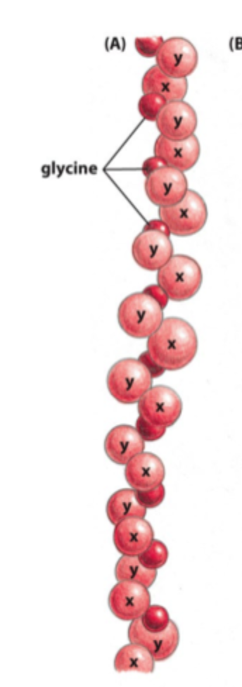 <p>Meget <strong>glycin</strong>, fordi glycin er lille nok til at passe i midten af triple helixen.</p>