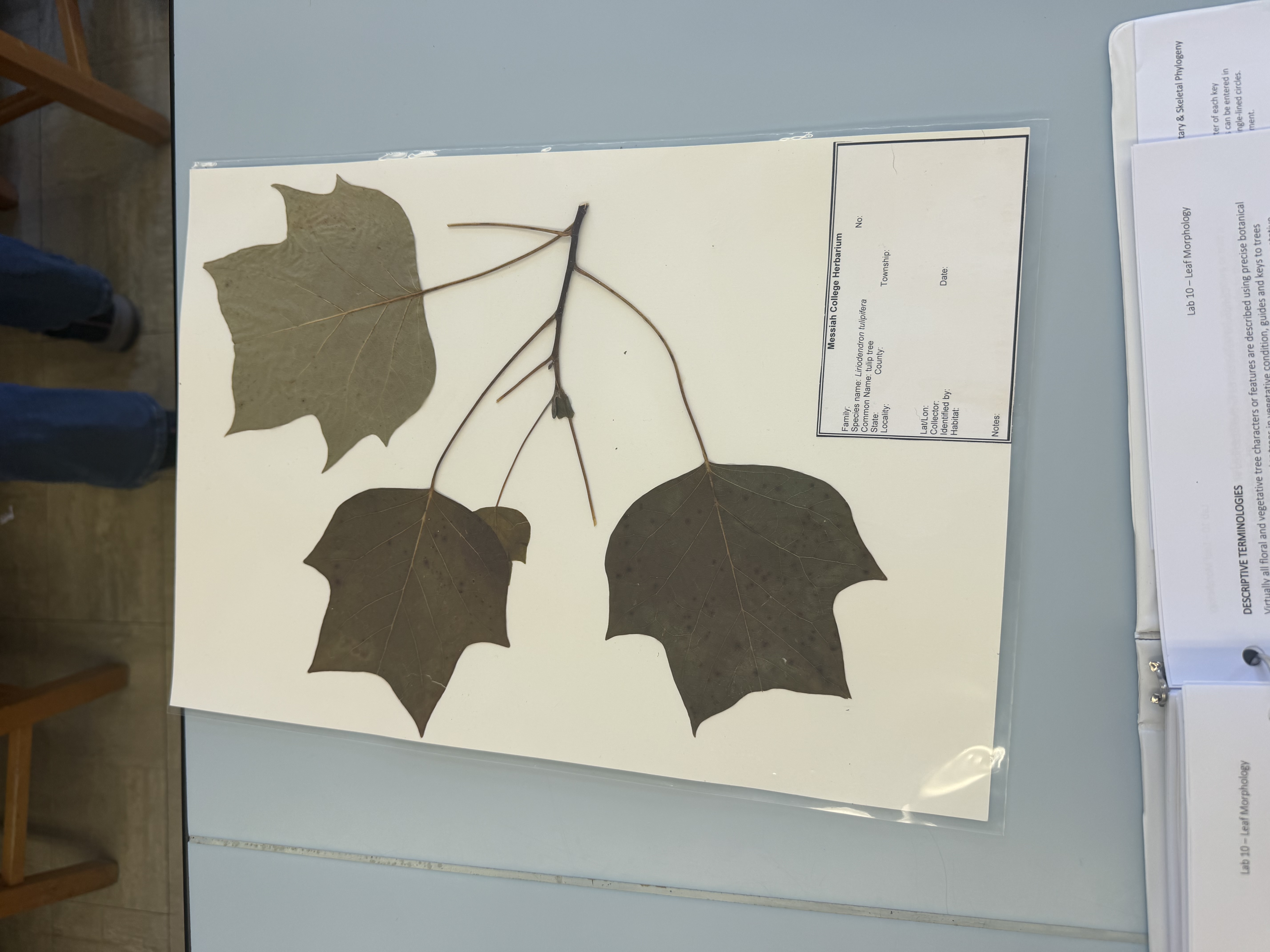 <p>liriodendron tulipifera</p>