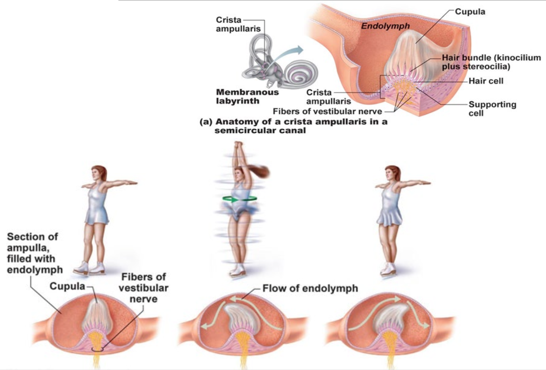 <p>Inside Semicircular Canal</p><ol><li><p>Bone moves, fluid still</p></li><li><p>Fluid catches up with bone</p></li><li><p>Bone stops, fluid keeps going</p></li></ol><ul><li><p>When the fluid moves, it pushes the Cupula</p></li><li><p>Cupula is bent and ion channels are opened, altering electrical signals sent to the vestibular nerve</p></li><li><p>Cupula will continue to be stimulated when fluid is slowing down after the bone stop moving due to inertia or fluid</p></li></ul><p></p>